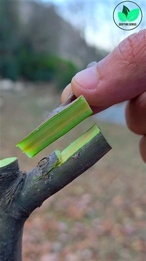 Apple tree grafting techniques | Fruit plants grafting methods #grafting #bushcraft #bonsai