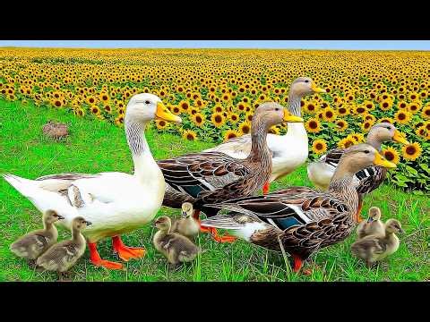 A Duck Family Lost in a Sunflower Paradise 🦆 Peaceful Music for Stress Relief, Anxiety & Sleep