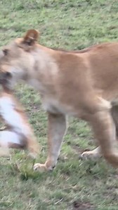 4.4M views · 20K reactions | Serengeti fast food  book an African safari today with Oregei | Oregei- Safaris | Facebook