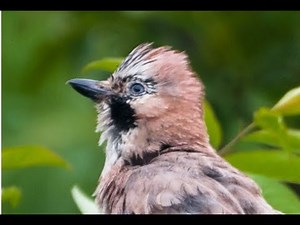 Eurasian Jay - garrulus glandarius - #wildlife #birds #birdwatching #jay #eurasianjay