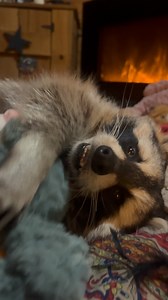Cozy, warm and not outside is where Diddles likes to spend these chilly evenings and I am pretty happy about that because I like the cold as much as he does 🤣Look at those cute hands and THOSE TEETH 🥰 these treasure balls have been the number one toy to diddle for years, he likes treasure in them not treats and loves to figure how to remove the different sizes of treasure hidden inside and sometimes adds them back in. Currently in the ball there is a stone , a bell, a pearl and a heart shaped 