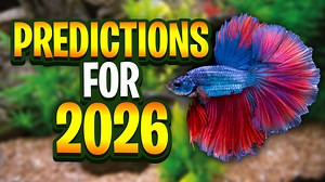 Aquarium Hobby Predictions For 2026 – Why The Future Looks Better Than Ever! 🌿 Low-Tech Plant Index - https://glassboxdiaries.com/lowtechplantindex/ 📱 Socials - https://glassboxdiaries.com/socials 💬 Discord - https://glassboxdiaries.com/discord In today’s video, I’m sharing my predictions for where the aquarium hobby is headed in 2026, based on long-term trends I’m seeing both online and through my own experience in the hobby. Shrimp keeping is one area I expect to keep growing rapidly. Inter