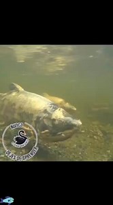 Los salmones tienen una habilidad asombrosa para regresar al mismo río donde nacieron para desovar, incluso después de años en el océano. Esto se debe a que utilizan una combinación de **memoria olfativa** (reconocen el olor único de su lugar de origen) y la **orientación magnética** (detectan el campo magnético terrestre como un "GPS natural"). ¡Algunos científicos creen que hasta podrían "recordar" la firma química del agua de su río natal con una precisión increíble! 🐟🌍 | Cisne Negro