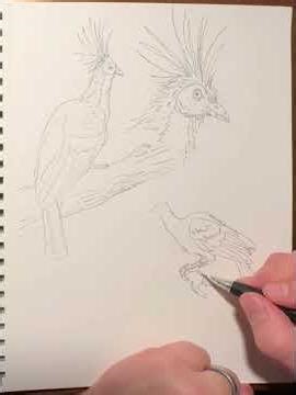 Bird sketching - Hoatzin #sketching
