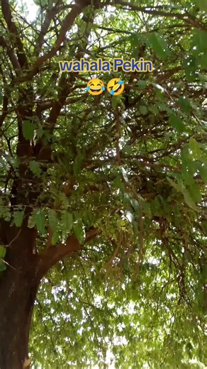 SL Exploits Comedy on TikTok