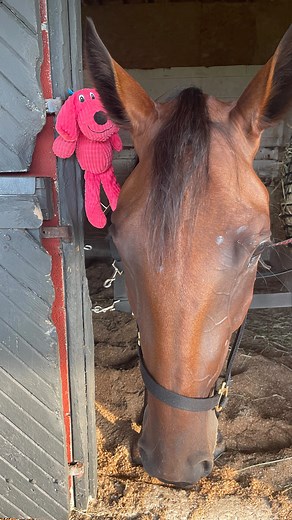 84 reactions | When that nap  hits just right | Diamond Creek Farm | Facebook