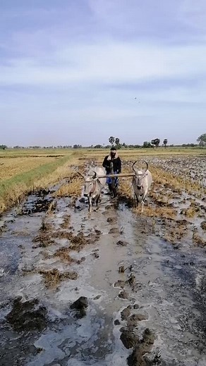 Traditional Farming: Plowing a Field with Oxen