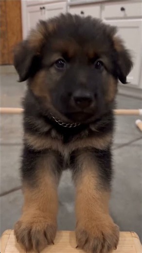 German Shepherd Puppy Masters a Mini Obstacle Course for a Follow#SmartPuppy #DogTraining