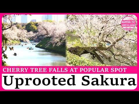Sakura tree uprooted overnight at famous cherry blossom spot in Tokyo