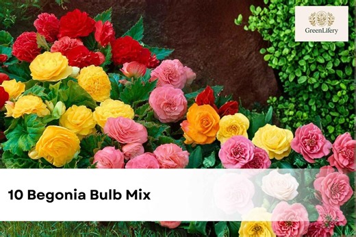 10 Begonia Bulb Mix | Colorful Tuberous Begonia Flower Bulbs - Etsy