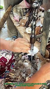 How to String Scallop Shells for Oyster Seed Cultivation