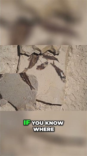 We Found a Hidden Continent Underwater