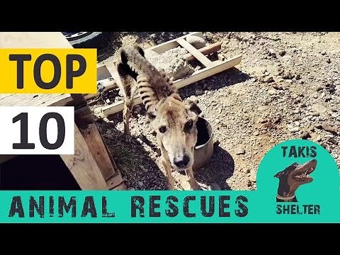 Top 10 animal rescues - 6 years Takis Shelter