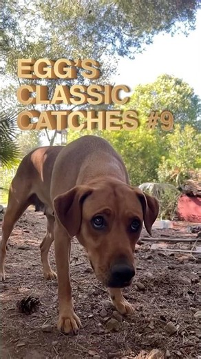 Egg the dog’s classic catches #9 - dog vs. Half tennis ball.