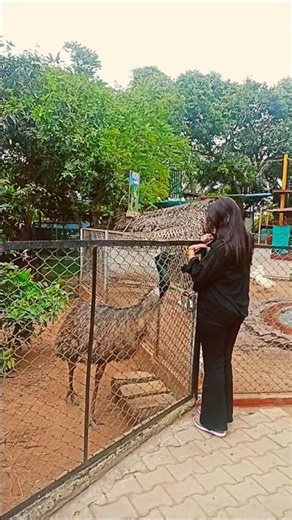 Friendly Emu Encounter 🐦✨ | A Calm Day at the Zoo