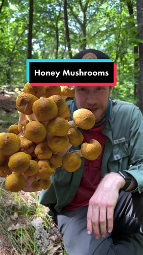 Processing Honey Mushrooms (Armillaria): A Guide to Turning a Plant Pathogen into a Tasty Treat