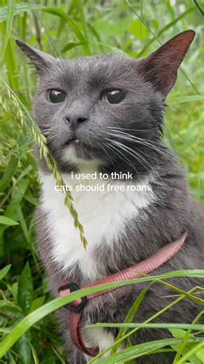 charlotte | a girl + her cats on Instagram: "TW ❗️ i was a child, and not allowed to bring any of the cats i loved or cared for inside. i knelt on that gravel driveway, unable to breathe through my tears, holding my beloved senior cat’s decapitated head in my shaking hands. i had to watch as the cats i raised and loved were killed one by one and eaten by coyotes, as people cruelly murdered them, and live with the knowledge that their final moments were of gasping for air with their bodies broken