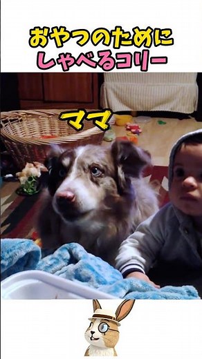 The Surprising Intelligence of Border Collies Who Say "Mama"