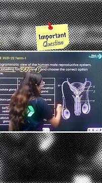 Can You Label the Human Male Reproductive System Correctly? 🤔 | Class 11 Biology