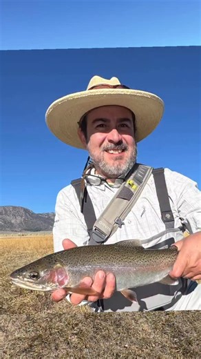 It’s trophy trout time on the upper Owens River. Trophy rainbow trout are migrating out of Crowley Lake and moving up the Owens River heading to the spawning areas. A big group of spawners was moving up river on Monday. My confidence rig for fishing these trout under an indicator is to rig a size 14 stoner nymph, tied on a Tiemco 200R, on the bottom and a size 18 bead head flash back pheasant tail nymph tied on to a dropper about 20 inches above the stoner nymph. My trophy trout confidence rig o