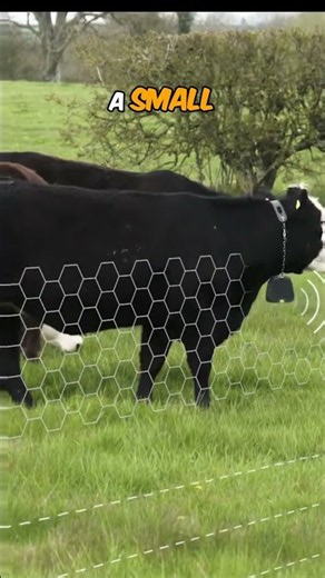 Cows Moved by Phone?! 📱🐄