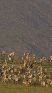 Across Alaska, public lands serve as the breadbasket for thousands of Athabaskan, Aleut, Dena’ina, Inupiat, Yup’ik, and Tlingit peoples. Right now, we have just A FEW WEEKS LEFT to save 28 million acres of protected lands—lands critical to Indigenous sovereignty. 78 Alaska Native Tribes have already urged Interior Secretary Deb Haaland to prevent these lands from being opened to extractive industrial development. Can you take 10 seconds to amplify their message? CLICK LINK to speak up now for In