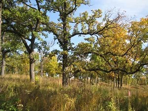 Oak savanna - Alchetron, The Free Social Encyclopedia