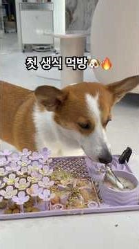 먹방 풀영상도 따로 낋여왔음❤️ #웰시코기