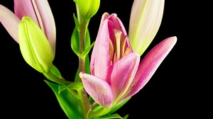 A pink lily flower opens - Free Stock Video