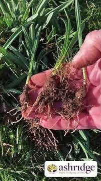 Create More Snowdrops in Your Garden - Divide and Conquer!