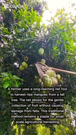 Traditional Mango Harvesting in an Orchard