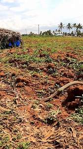 419K views · 4.5K reactions | MONSTER SNAKE  #snake #tacklehouse #rod #fishinghooks #fishhook #hooks #fishhuntinghooks #fishingtackles #banglore #hoskote #fish #hunting  #underwater #camera #mudasirfishing #instagram #viral #trandingreels♥️ #tranding #reels #facebook #videos #fish #fishing #mudassirfishingadventure #trandingreels #facebookreels #facebookmemes #snakeheadfishing #fishingvideo | Mudassir Fishing | Facebook