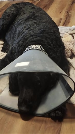 Life After Toe Amputation for Dogs: A Recovery Journey