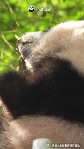 Pause 30 Secs For Some Virtual Panda Cuddles! | iPanda #shorts