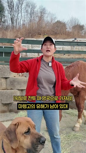 The Choice of a Great General: Why Napoleon Riding a Small Horse