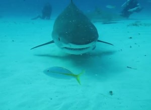 Discover the Fascinating World of Lemon Sharks