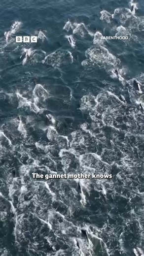 Both dolphins and gannets work simultaneously to catch their shared prey... #Parenthood #DavidAttenborough #CapeGannets #Dolphins | BBC One