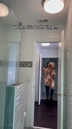 Bath Time Shenanigans with Brodie the Golden Doodle