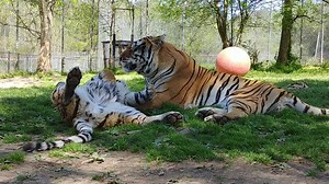 4.3K views · 579 reactions | It's a beautiful day here at the sanctuary :) We hope all of you are enjoying it as much as Carolina and Caprichio! | Carolina Tiger Rescue | Facebook