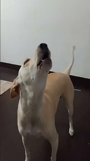 DOGS HOWLING to make your dog howl HD sound effect|| Guaranteed to make your dog howl ft. Sheldon B|