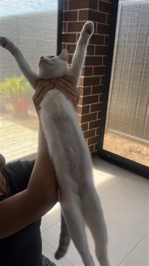 Luna's Daily Stretch Routine