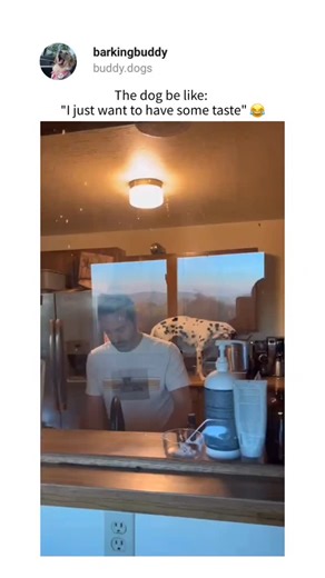 Cute Dogs | Funny Dogs on Instagram: "Get your Amaz0n g!ft card from my bí0 💯 Credit:- Gonale Tuguho"