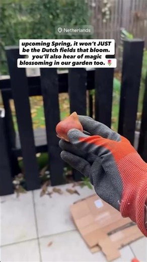 i planted TULIPS in my garden today.. my Dream canal side House in Netherlands 🧡