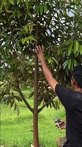 Pruning pohon durian usia 10 bulan pasca tanam #durianpremium