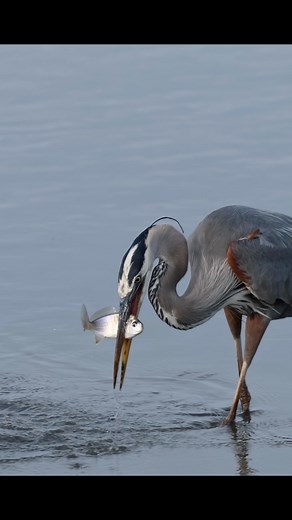 395K views · 7.1K reactions | People always comment man how do you...