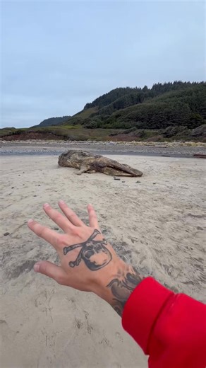You Have to See This‼️😱 It may look like a prehistoric sea creature straight out of the past but this is actually a gray whale that came ashore on the Oregon Coast. Over time, the ocean transforms these giants in fascinating ways, creating an incredible opportunity to study marine biology and coastal ecosystems. Every stage of this natural process plays a vital role in keeping the beach environment healthy and balanced. Educational Disclaimer: This video is for educational purposes only. Please