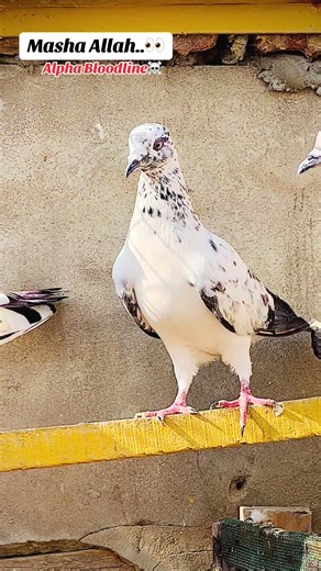 Exploring the Alpha Bloodline Cultural Significance