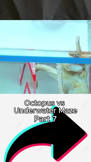 Octopus Exploring the Maze: A Journey to Victory