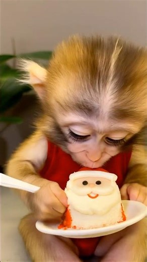 This Monkey’s Reaction to Santa Cake Is Too Pure 😍🍰