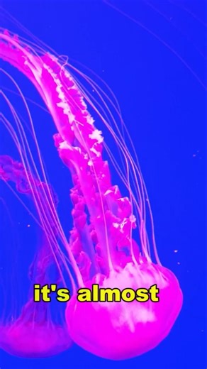 Top 5 INVISIBLE Animals You Won't Believe Exist